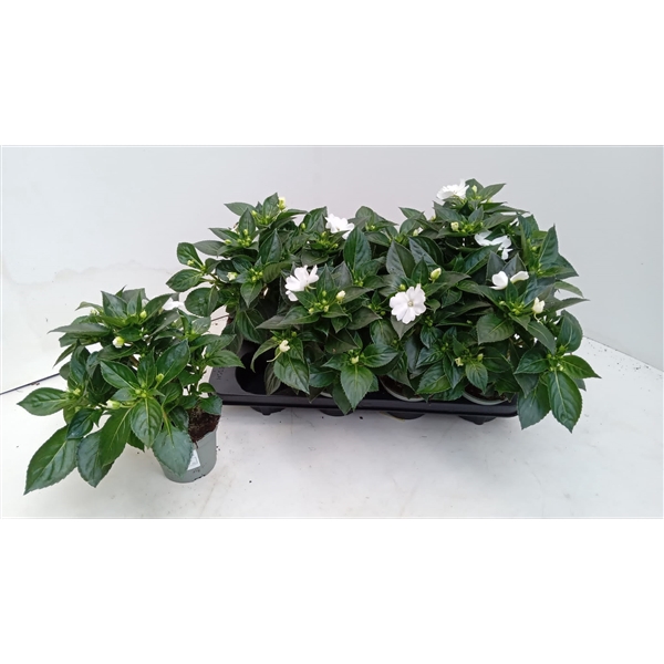 <h4>Impatiens New Guinea 12 cm wit</h4>