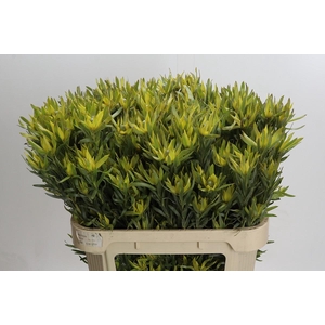 Leucadendron Pisa Spray