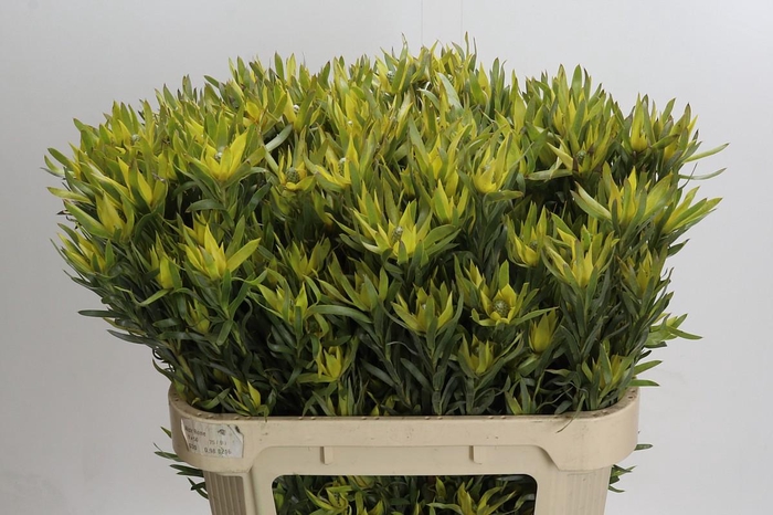 Leucadendron Pisa Spray