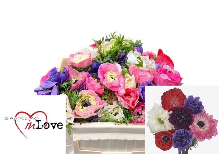 <h4>ANEM CO CARILL GEM</h4>