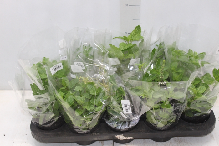 <h4>ERVAS AROMATICAS P11</h4>