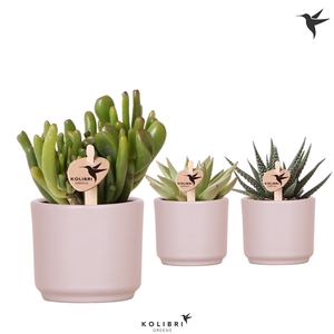 Kolibri Greens Succulenten mix in Simplicity pot taupe