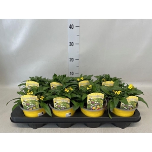 Eryngium  'Canaries Yellow'