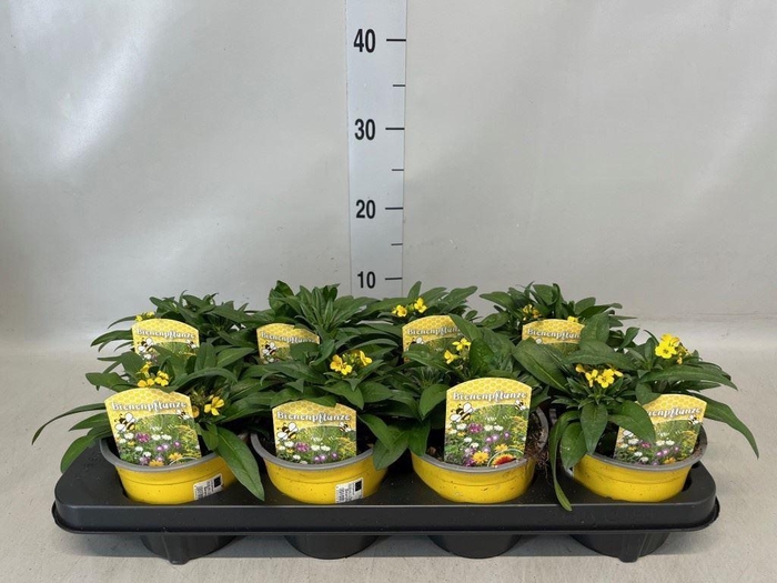 <h4>Eryngium  'Canaries Yellow'</h4>