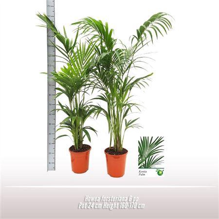 <h4>Howea Forsteriana</h4>