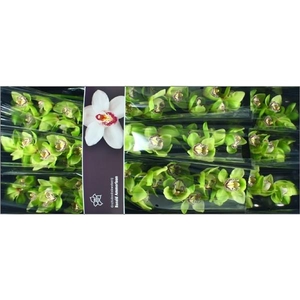 Cymb Tak Robin Hood x 10