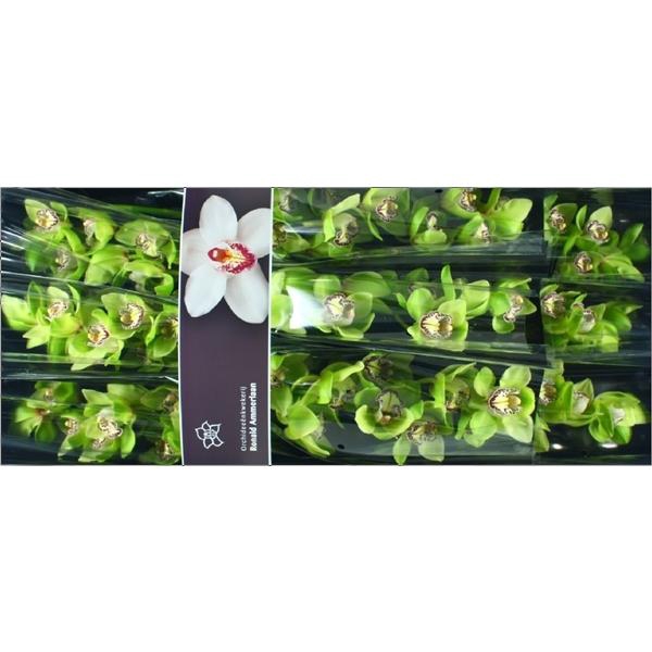 <h4>Cymb Tak Robin Hood x 10</h4>