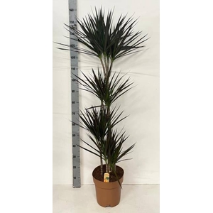 Dracaena marginata Magenta 27Ø 150cm 4pp