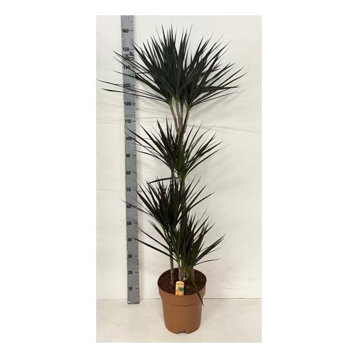 <h4>Dracaena marginata Magenta 27Ø 150cm 4pp</h4>