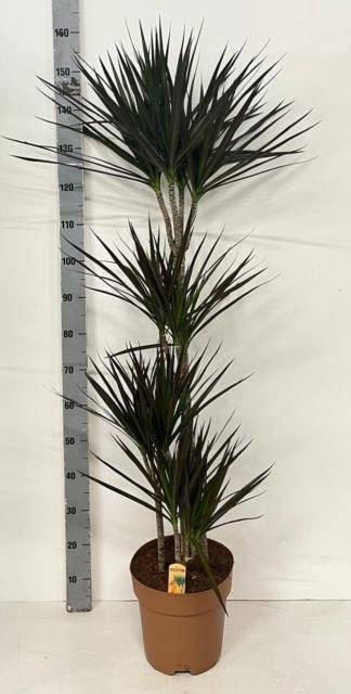 Dracaena marginata Magenta 27Ø 150cm 4pp