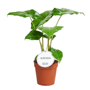 Alocasia Portodora