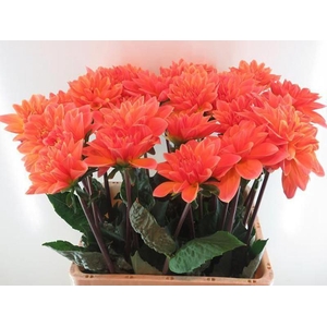 Dahlia Mr Frans Baars