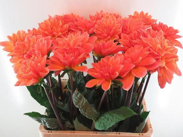 <h4>Dahlia Mr Frans Baars</h4>