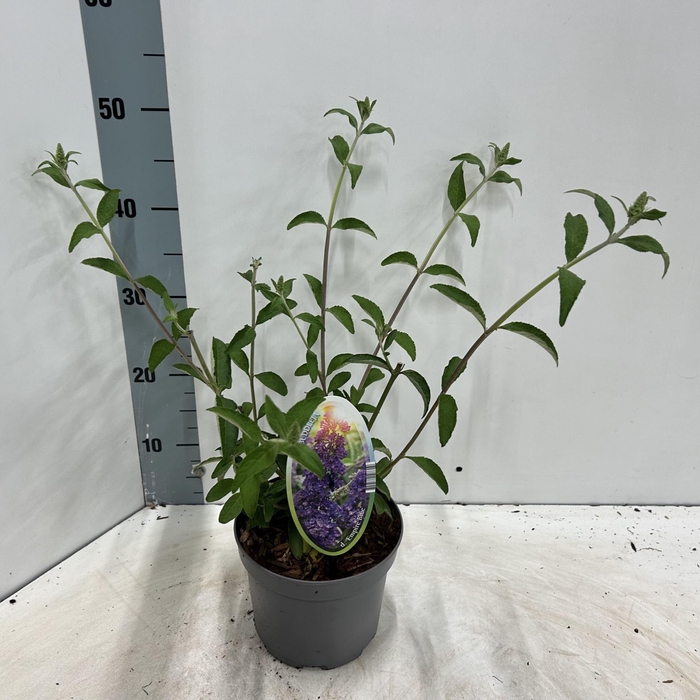 <h4>Buddleja Empire Blue</h4>