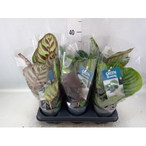 Calathea   ...mix