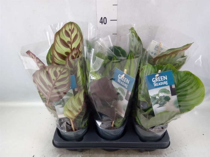 <h4>Calathea   ...mix</h4>