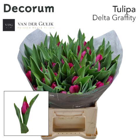 <h4>TU EN DELTA GRAFFITY 1 x 50 VDG klok 1</h4>