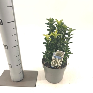 Euonymus jap. Paloma Blanca ('Lankveld03'PBR)