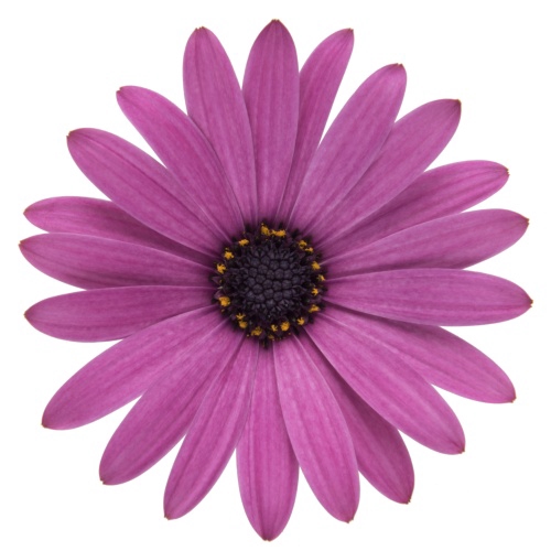 <h4>OSTEOSPERMUM ECKLONIS P11</h4>