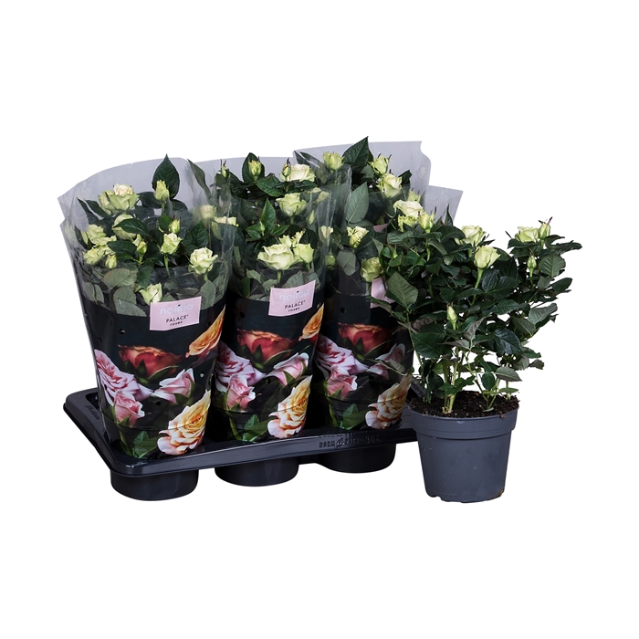 <h4>Nolina Roses Ø 17 cm White st. 0-1</h4>