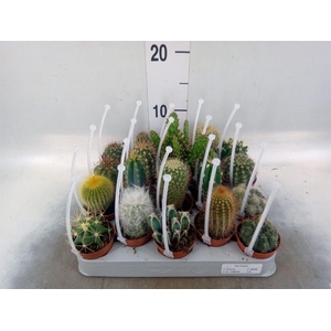Cactus   ...mix
