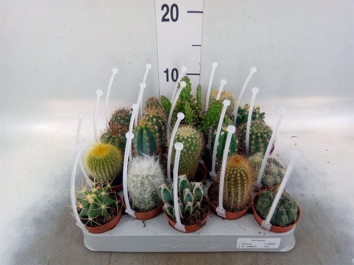 <h4>Cactus   ...mix</h4>