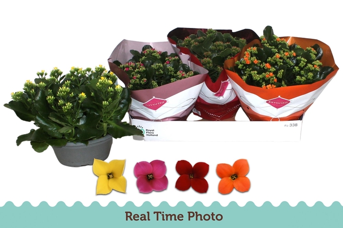 <h4>KAL EN GEM 4 KL</h4>