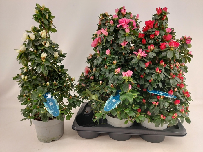 <h4>RHODO SI VOGEL GEM</h4>