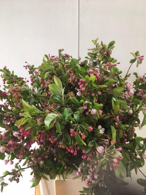 <h4>MALUS RED SENTINEL</h4>