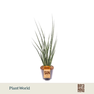 Sansevieria 'Digitorum'