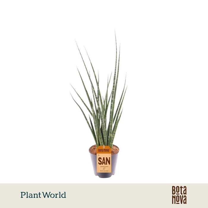 <h4>Sansevieria 'Digitorum'</h4>