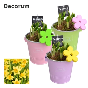 Narcis Colourful Bucket GM HL16587