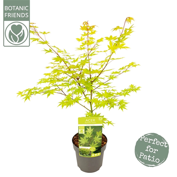 <h4>Acer palm. 'Summer Gold'</h4>