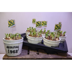 arr8 Arr N Tete A Tete In Houten Ton