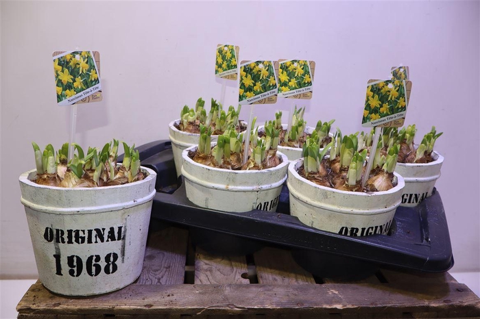 <h4>arr8 Arr N Tete A Tete In Houten Ton</h4>