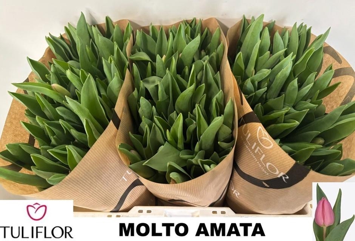 <h4>TU EN MOLTO AMATA</h4>