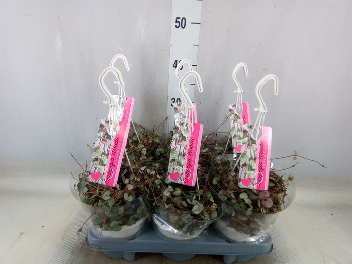 <h4>Ceropegia woodii 'Silver Glory'</h4>
