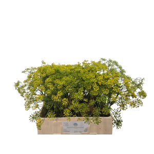 ANET GRAVEOLENS