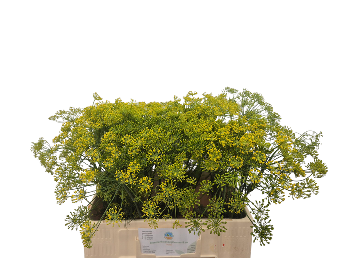 <h4>Anethum Graveolens Kramer</h4>