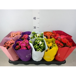 Kalanchoe blos.   ..rosebud rs fl 5