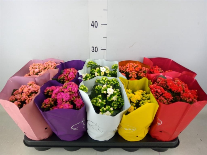 <h4>Kalanchoe blos.   ..rosebud rs fl 5</h4>