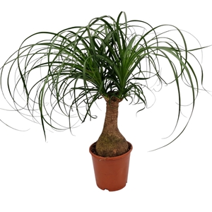 Beaucarnea recurvata