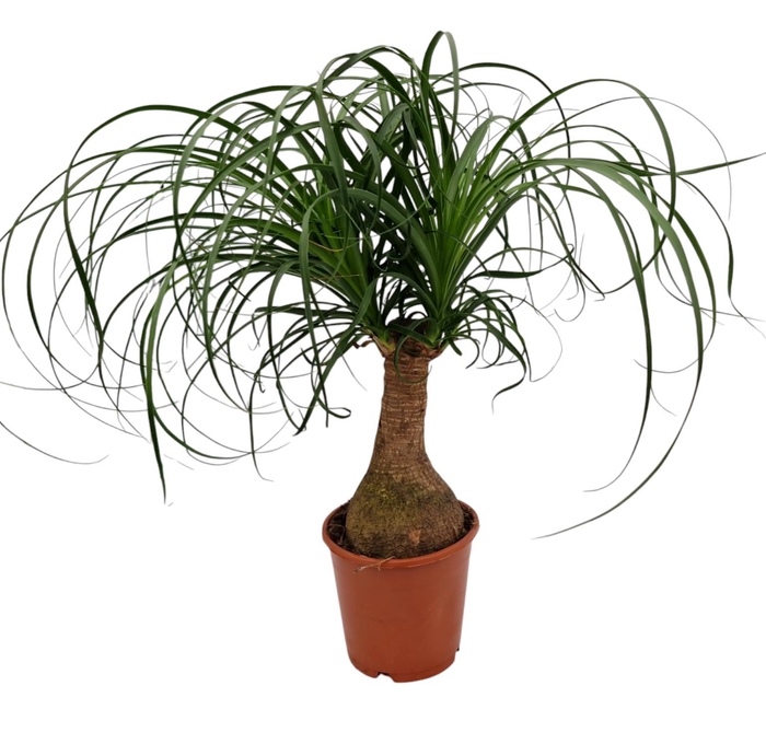 <h4>Beaucarnea recurvata</h4>