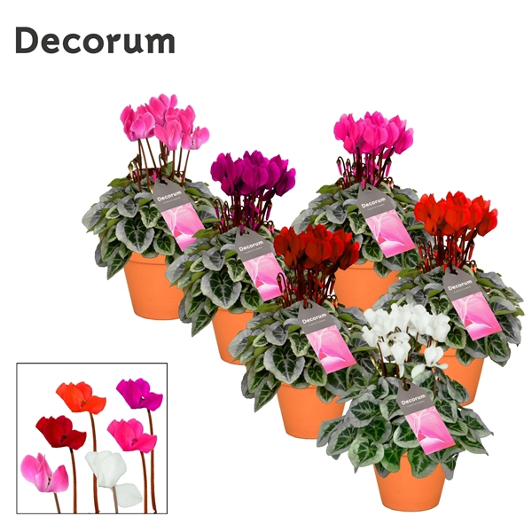<h4>Cyclamen SS Picasso Mix in Patio Pot</h4>