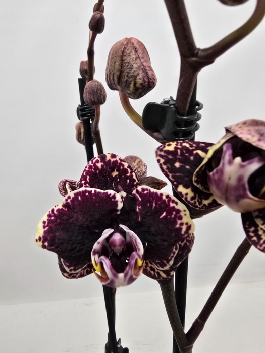 <h4>Limited 77 week 10</h4>