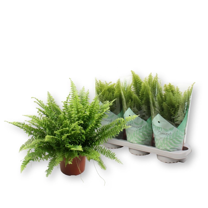 <h4>Nephrolepis ex.  green Moment 17Ø 50cm</h4>