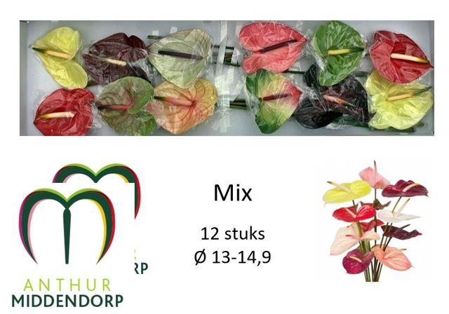 <h4>Anth.Mix var. x16</h4>