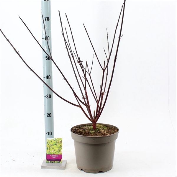 <h4>Cornus alba 'Kesselringii'</h4>