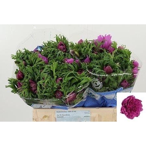 ANEM CO LEVAN FUCSIA