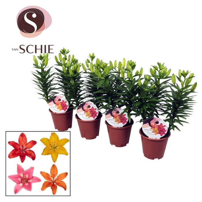 <h4>Garden Lilium Aziaat mix 13cm</h4>